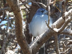 Blue Chaffinch