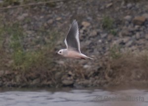 Ross's Gull - Chambly, QC, Canada