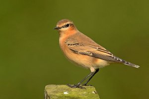 wheatear