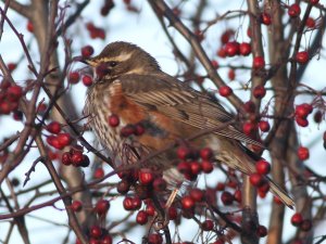 Redwing