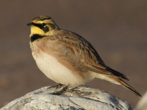 Shorelark