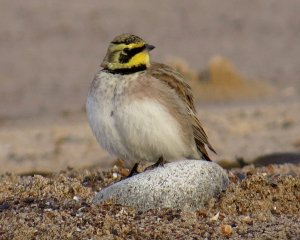 Shorelark