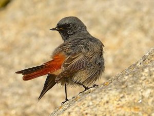 black redstart