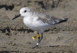 Sanderling