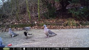 Magpie with pigeons