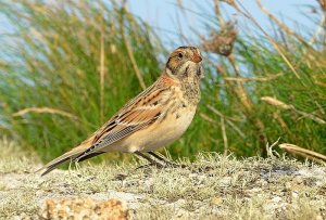 lapland bunting