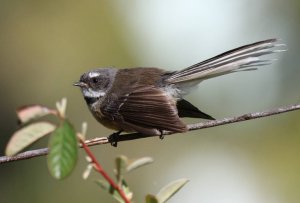 New Zealand Fantail