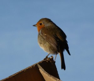 European Robin