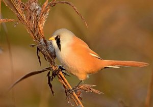 bearded tit