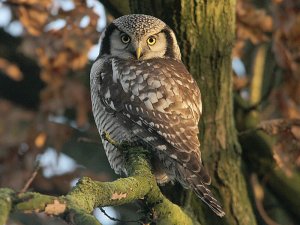 Northern Hawk Owl