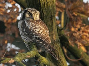 Northern Hawk Owl