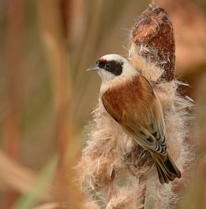 penduline tit