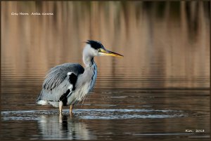 Heron