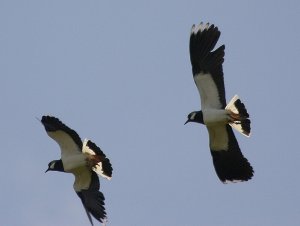 Lapwing