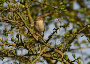 Chiffchaff