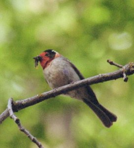 Red-faced Warbler