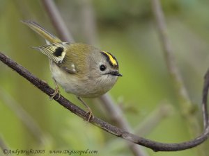 Goldcrest in the gloom