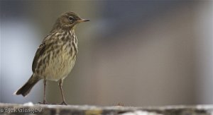 Rock Pipit