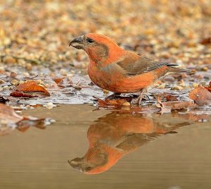 crossbill