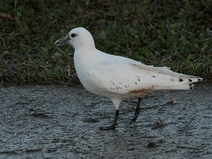 Ivory Gull