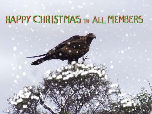 Christmas wishes to BF members