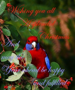 Happy Christmas to all Birdforum members