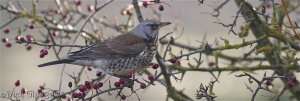 Fieldfare