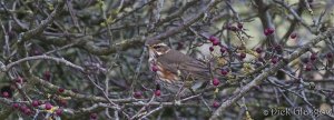 Redwing