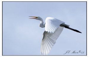 Great Egret