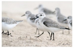 Sanderlings