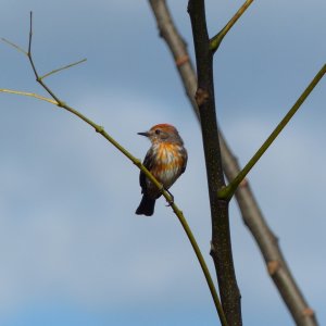 Vermillion flycatcher (Pyrocephalus rubinus)