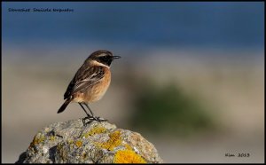 Stonechat