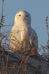 Denizen of the north - Snowy Owl