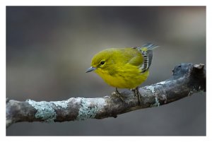 Pine Warbler