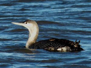 red throated diver fishing at salthouse