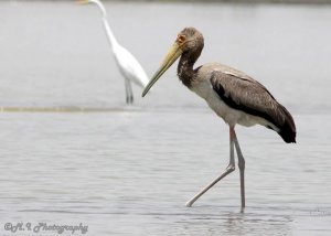 The Yellow-billed Stork