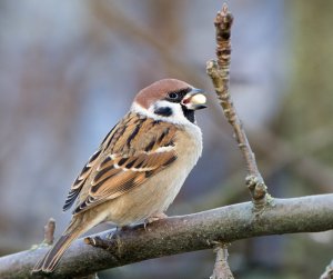 Tree Sparrow with a mouthful