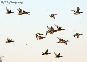 Eurasian Wigeon