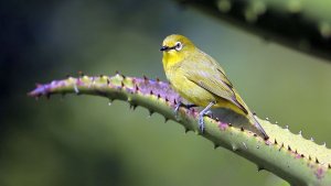 Cape White-eye