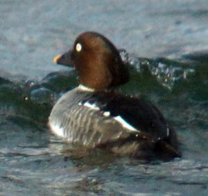 Unknown bird