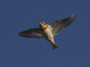 Snow Bunting