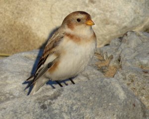 Snow Bunting