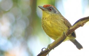 Spot-breasted Antvireo - Dysithamnus stictothorax 2 - Pereque