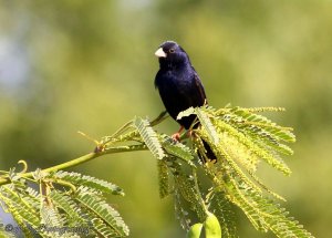 Village Indigobird