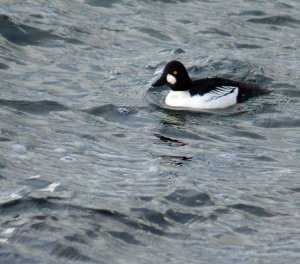 Male golden eye