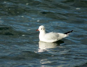 Black-headed gull