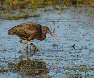 Glossy Ibis