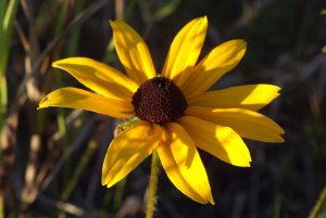 Black-Eyed Susan