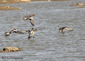 Eurasian Wigeon