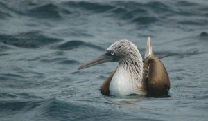 Blue-footed Booby